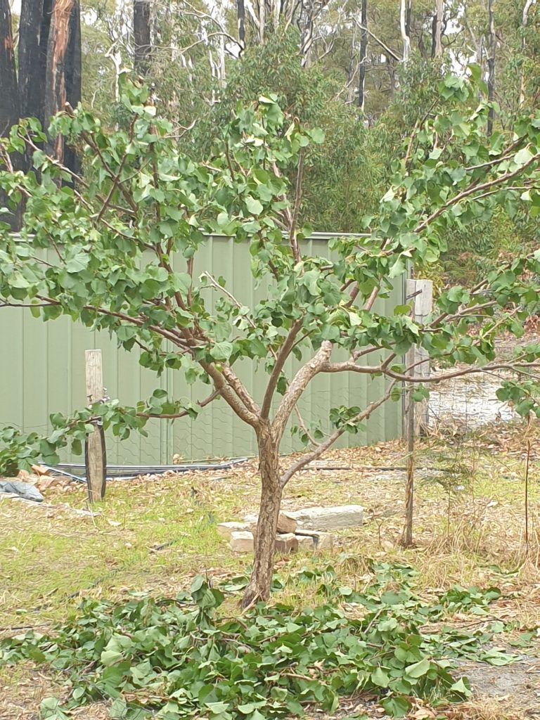 apricot tree after being pruned