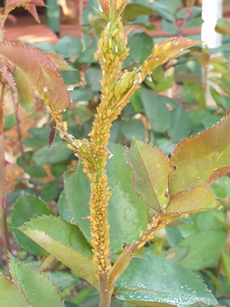 aphids pest management